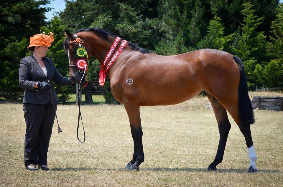 11828681_1035550866455861_3445177310774154476_n