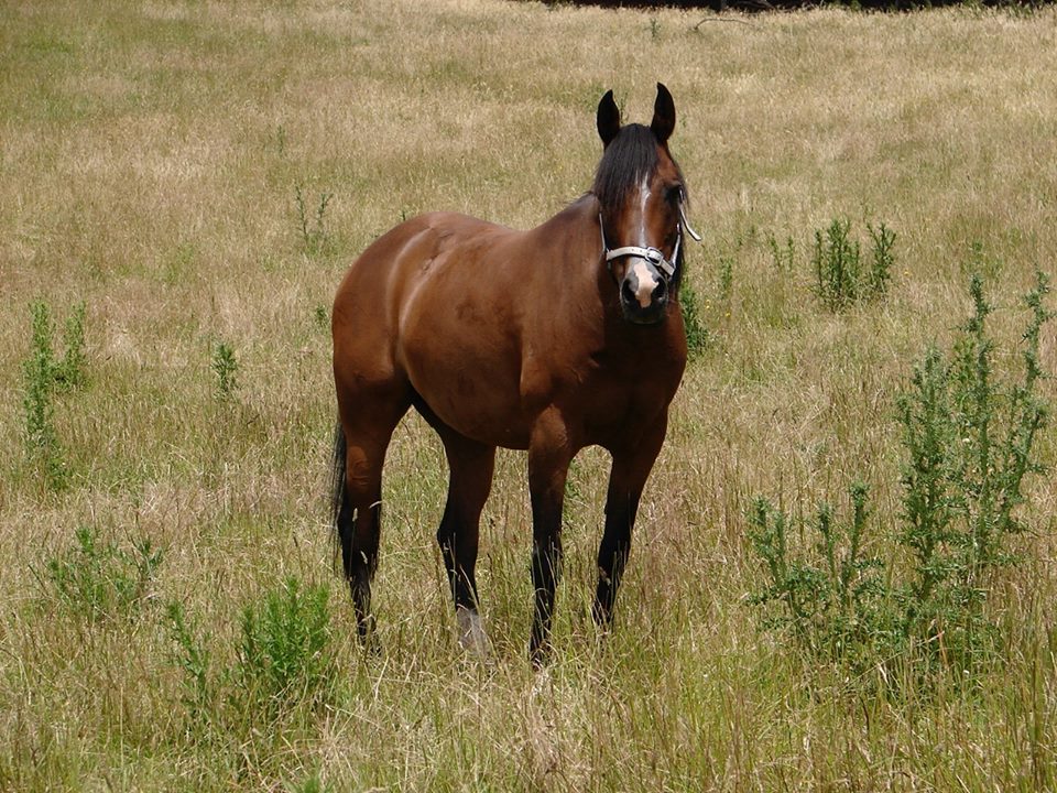 15057931_1348461408505385_618951710_n