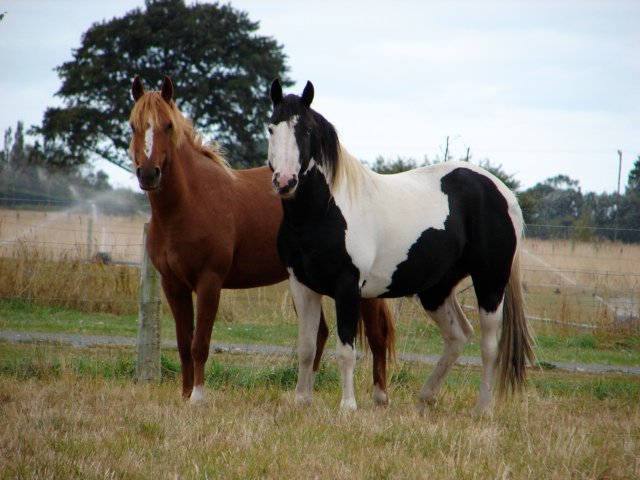 270260_144959402248071_768409_n