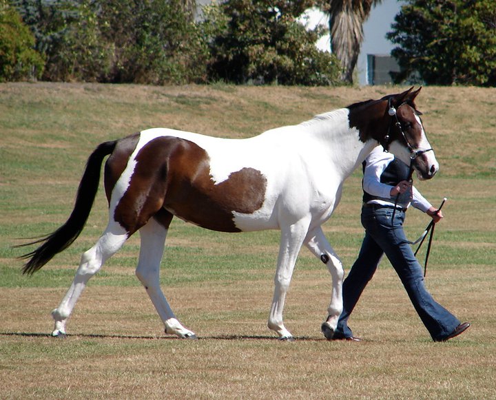 271075_144969952247016_4448047_n