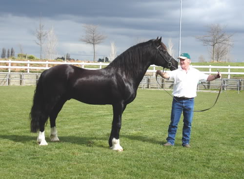 stallionparade-cadet1